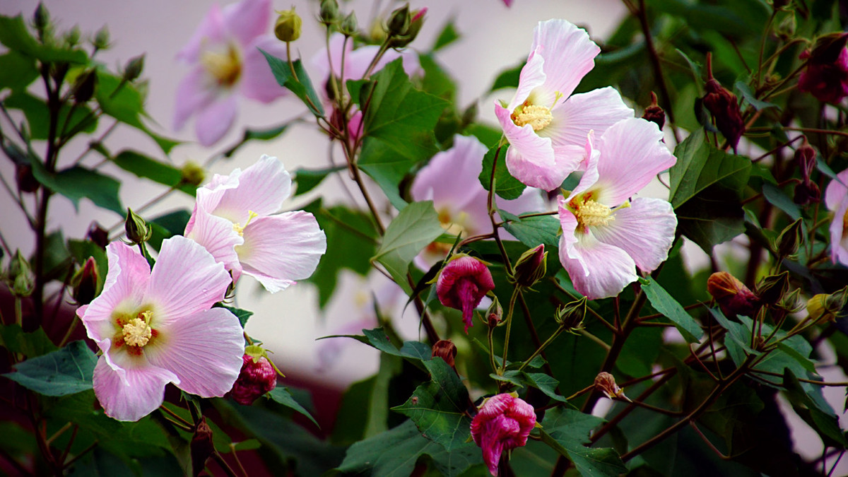 木芙蓉