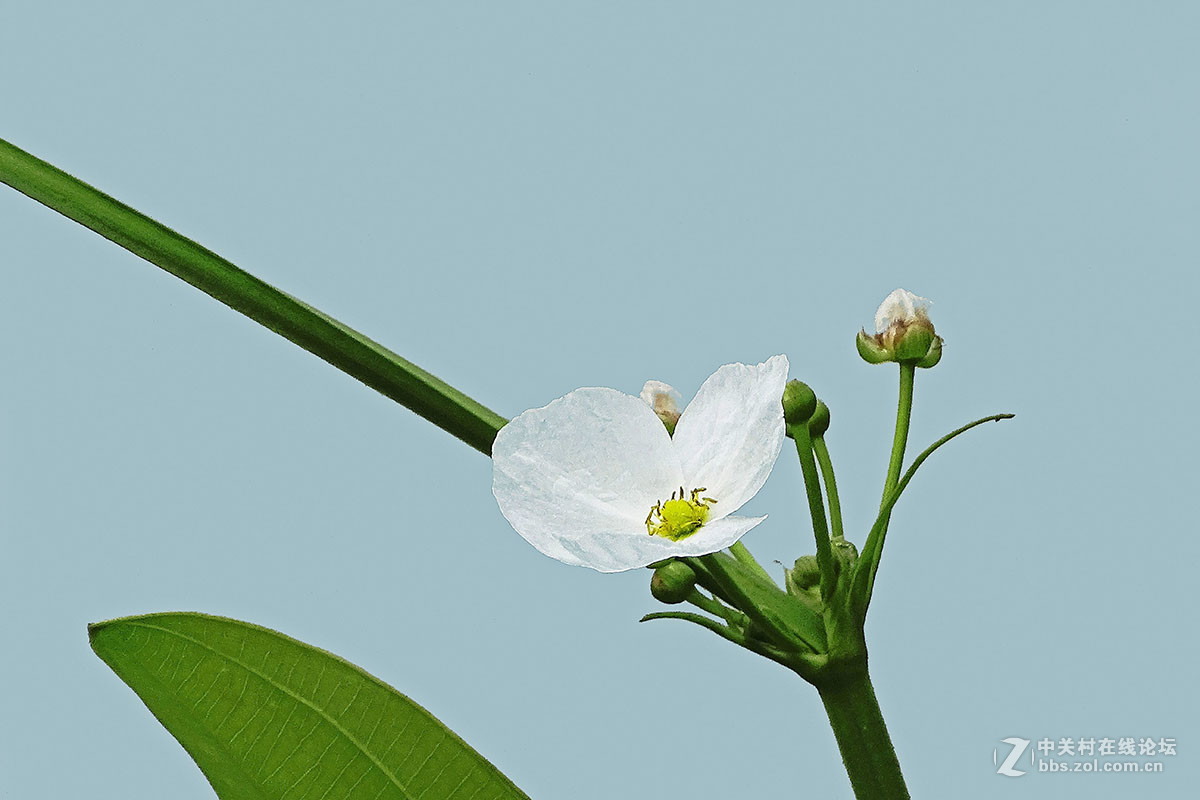 澤瀉花