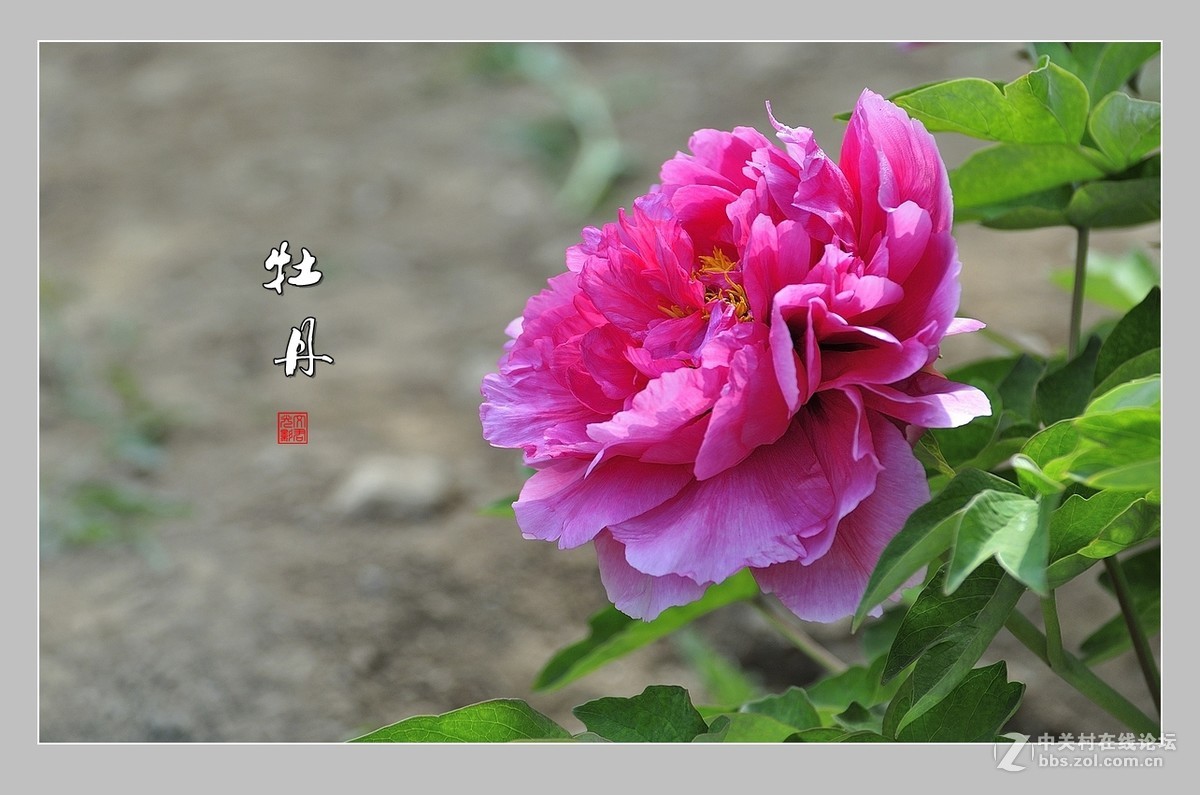 【视觉光影】唯有牡丹真国色（10）
