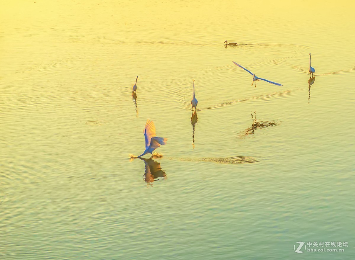 一个抓捕鱼儿的动作分解