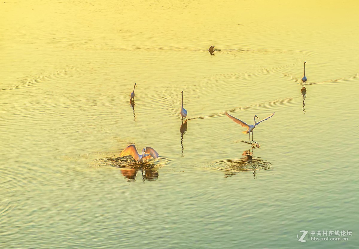 一个抓捕鱼儿的动作分解