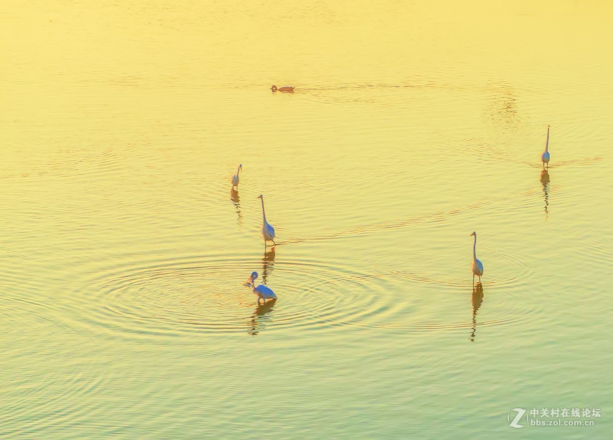 一个抓捕鱼儿的动作分解