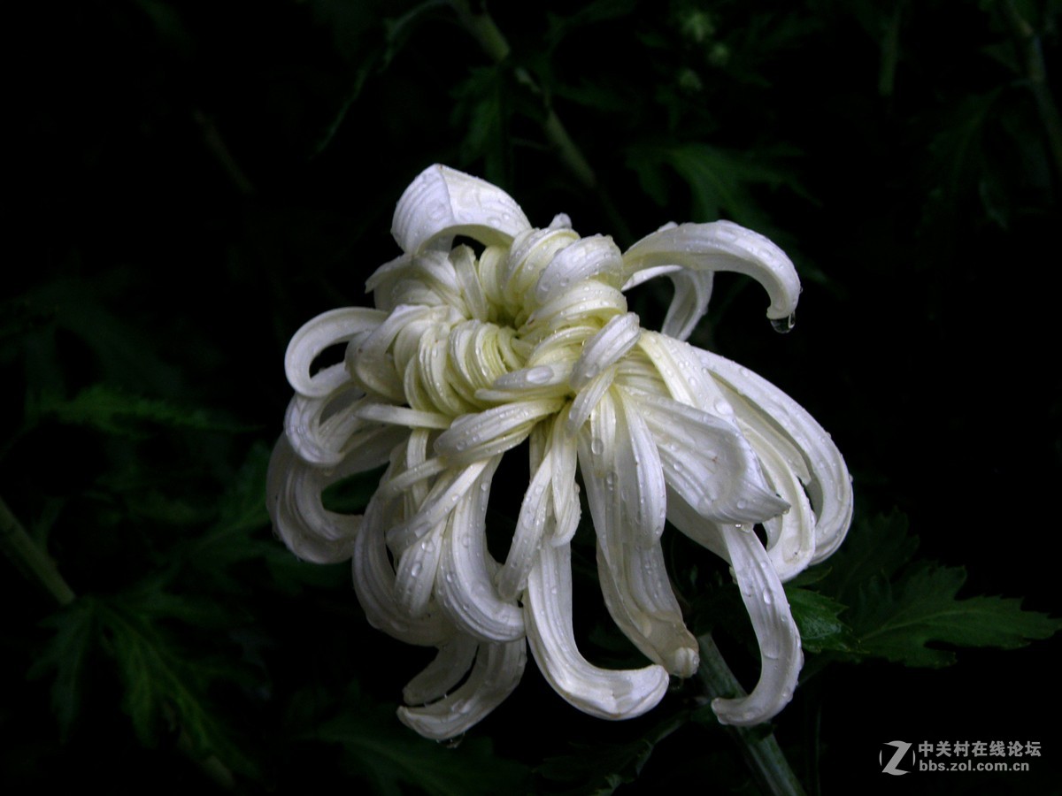 国庆献菊：雨中拍攝