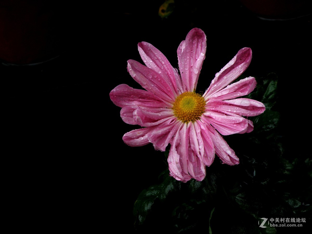 国庆献菊：雨中拍攝