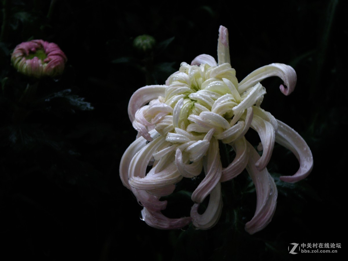 国庆献菊：雨中拍攝