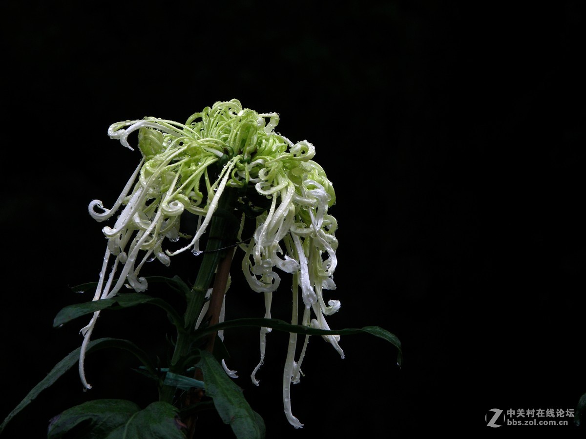 国庆献菊：雨中拍攝