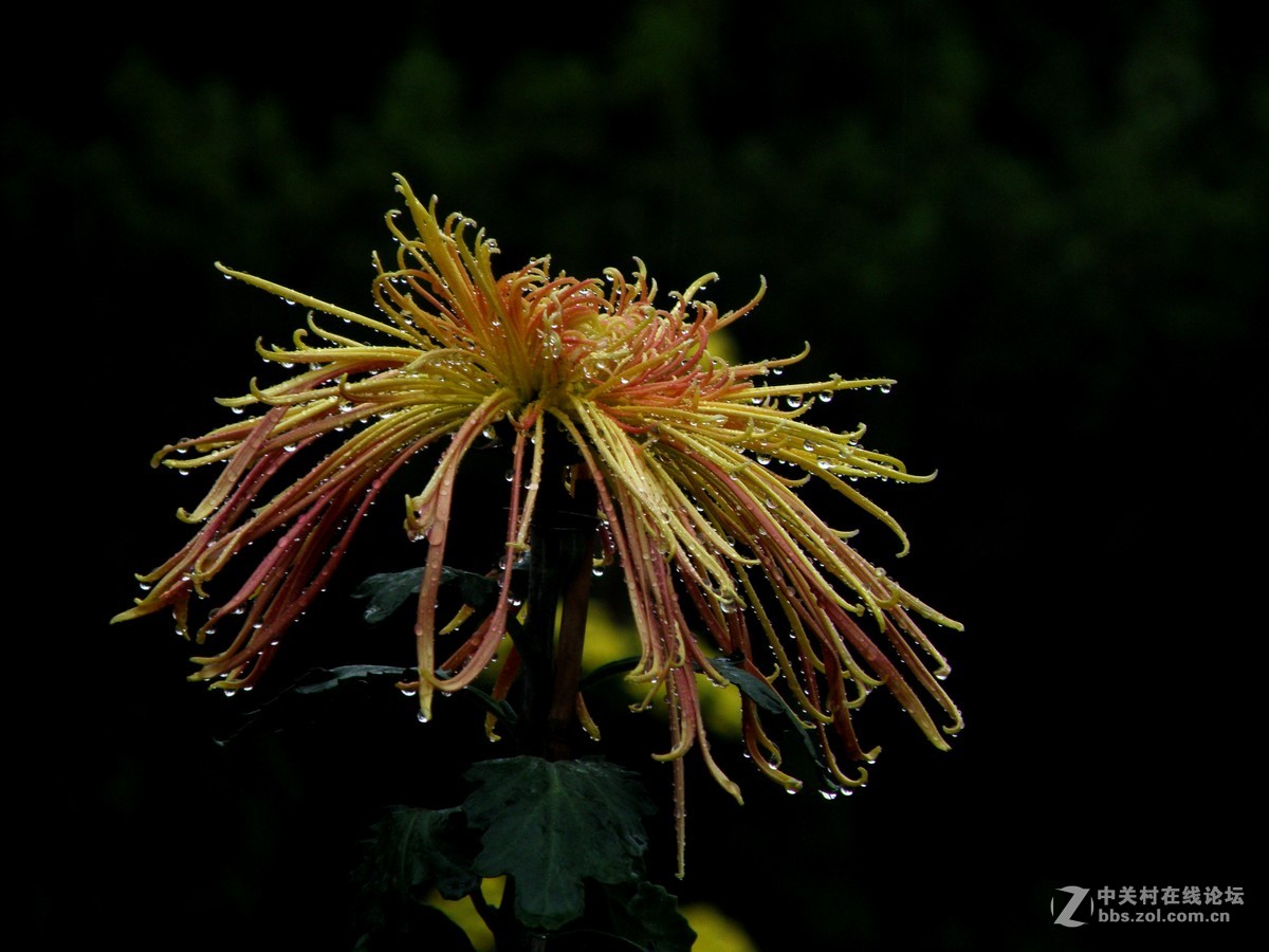 国庆献菊：雨中拍攝