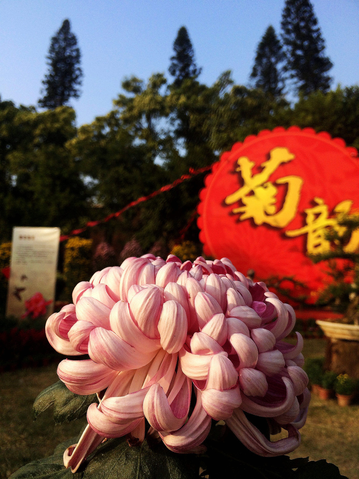 2015年汕头菊展行摄--iPhone 5S 拍摄