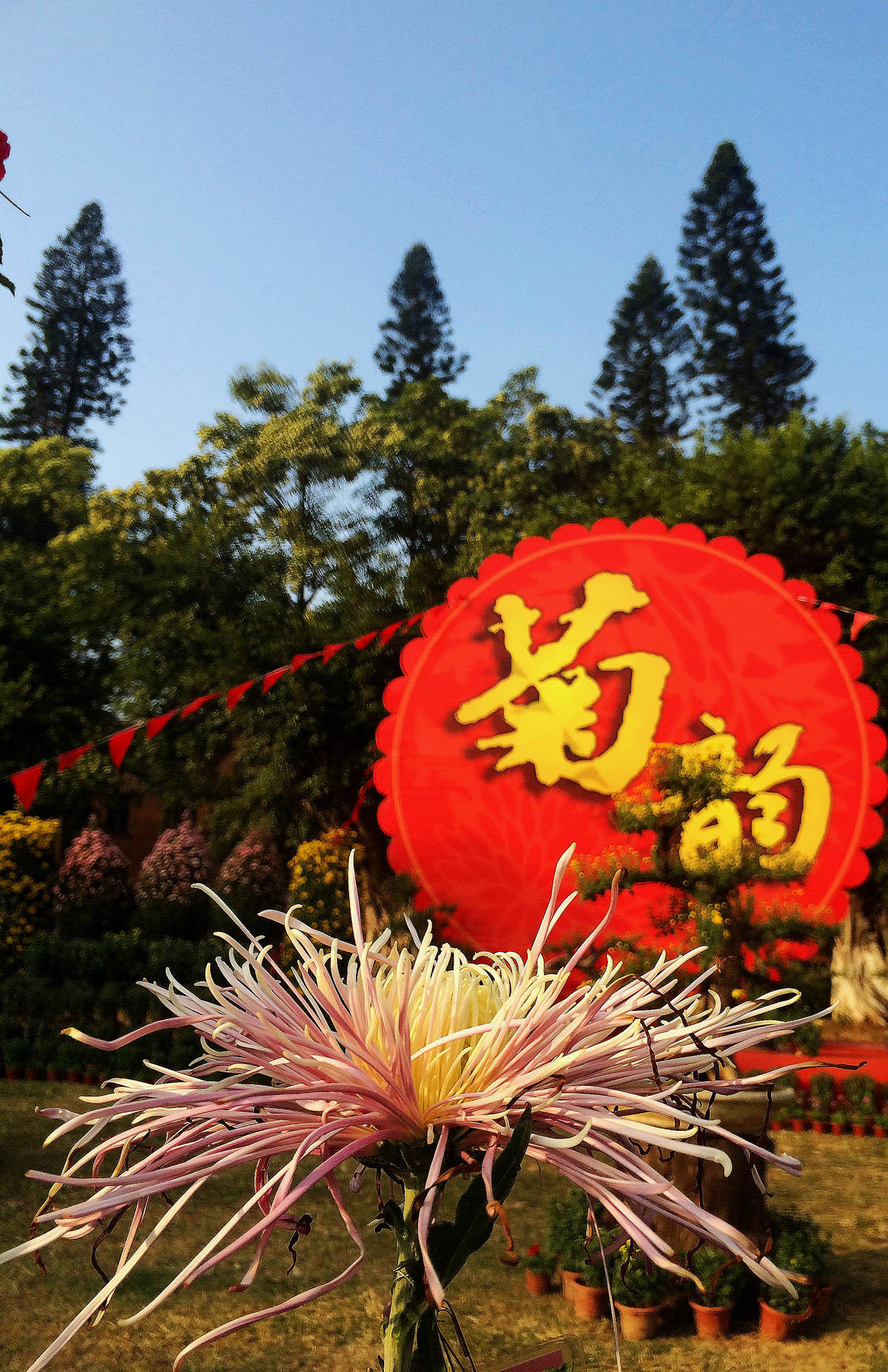 2015年汕头菊展行摄--iPhone 5S 拍摄