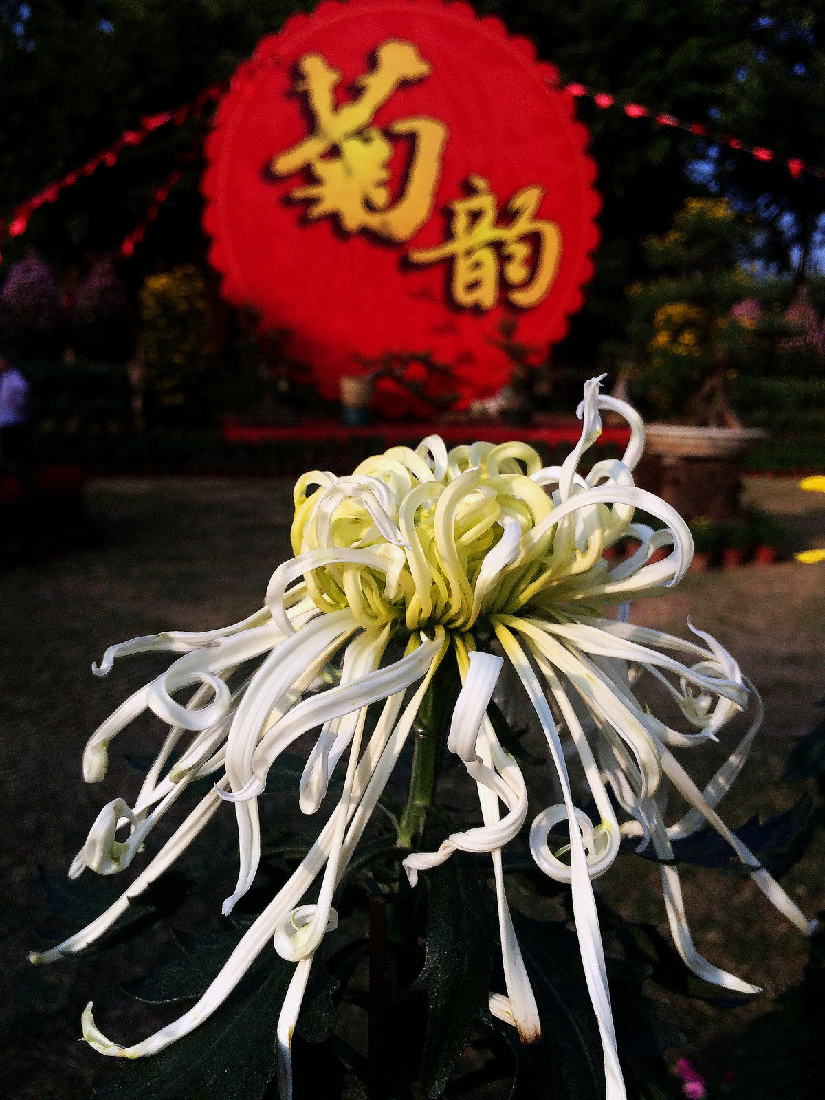 2015年汕头菊展行摄--iPhone 5S 拍摄