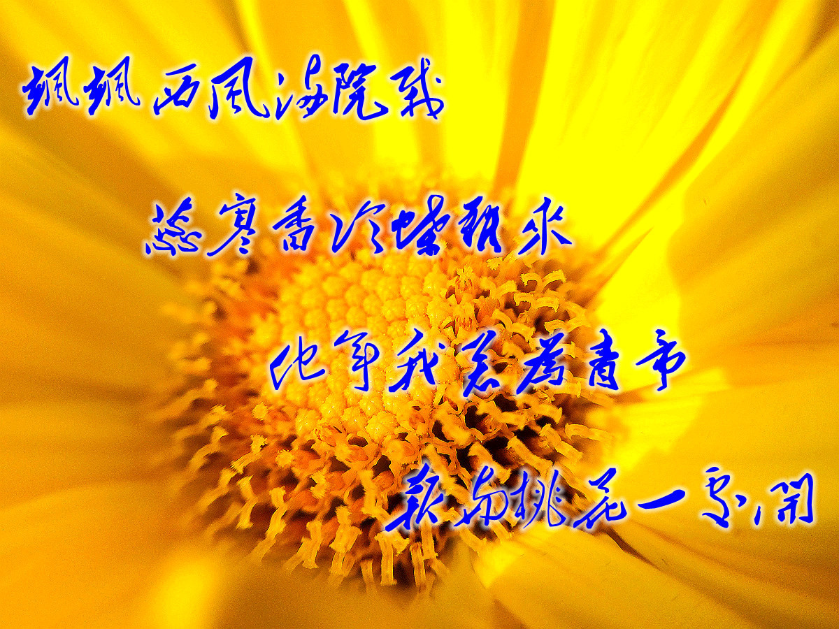 2015年汕头菊展行摄--iPhone 5S 拍摄