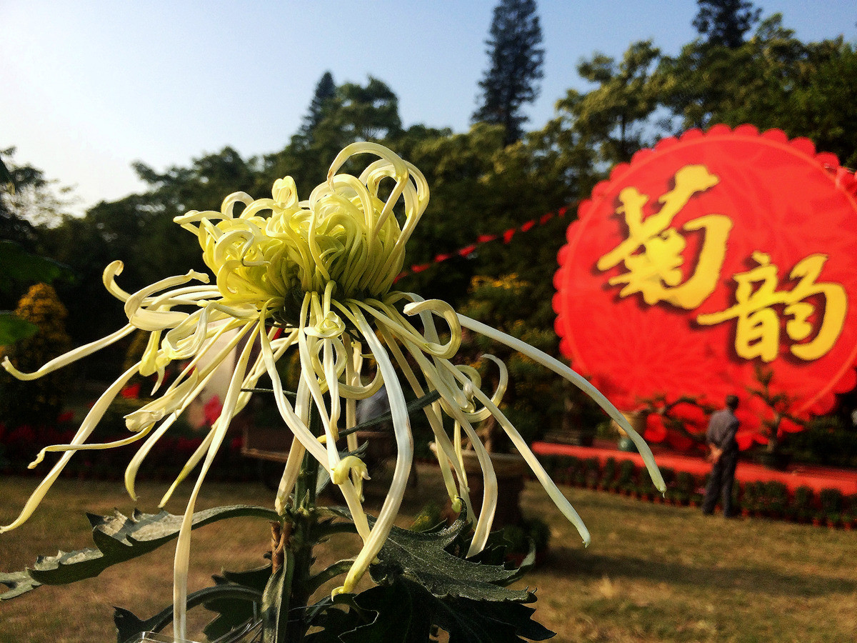 2015年汕头菊展行摄--iPhone 5S 拍摄