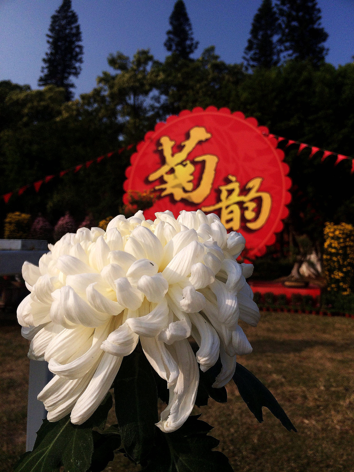 2015年汕头菊展行摄--iPhone 5S 拍摄