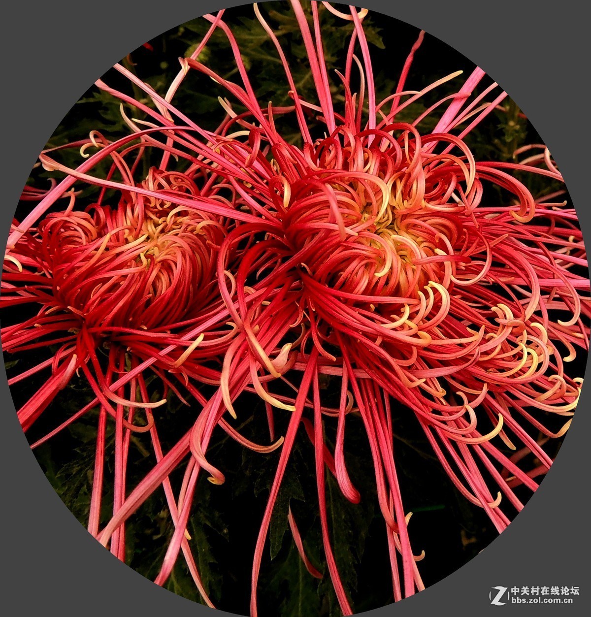 #版主坐堂#  2015年10-12月份【尼康p510星空(中国)】部分优秀作品