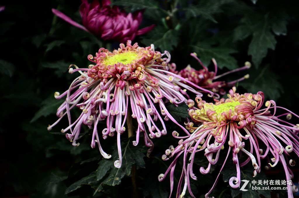 #版主坐堂#  2015年10-12月份【尼康p510星空(中国)】部分优秀作品