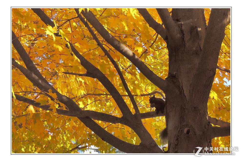 #版主坐堂#  2015年10-12月份【尼康p510星空(中国)】部分优秀作品