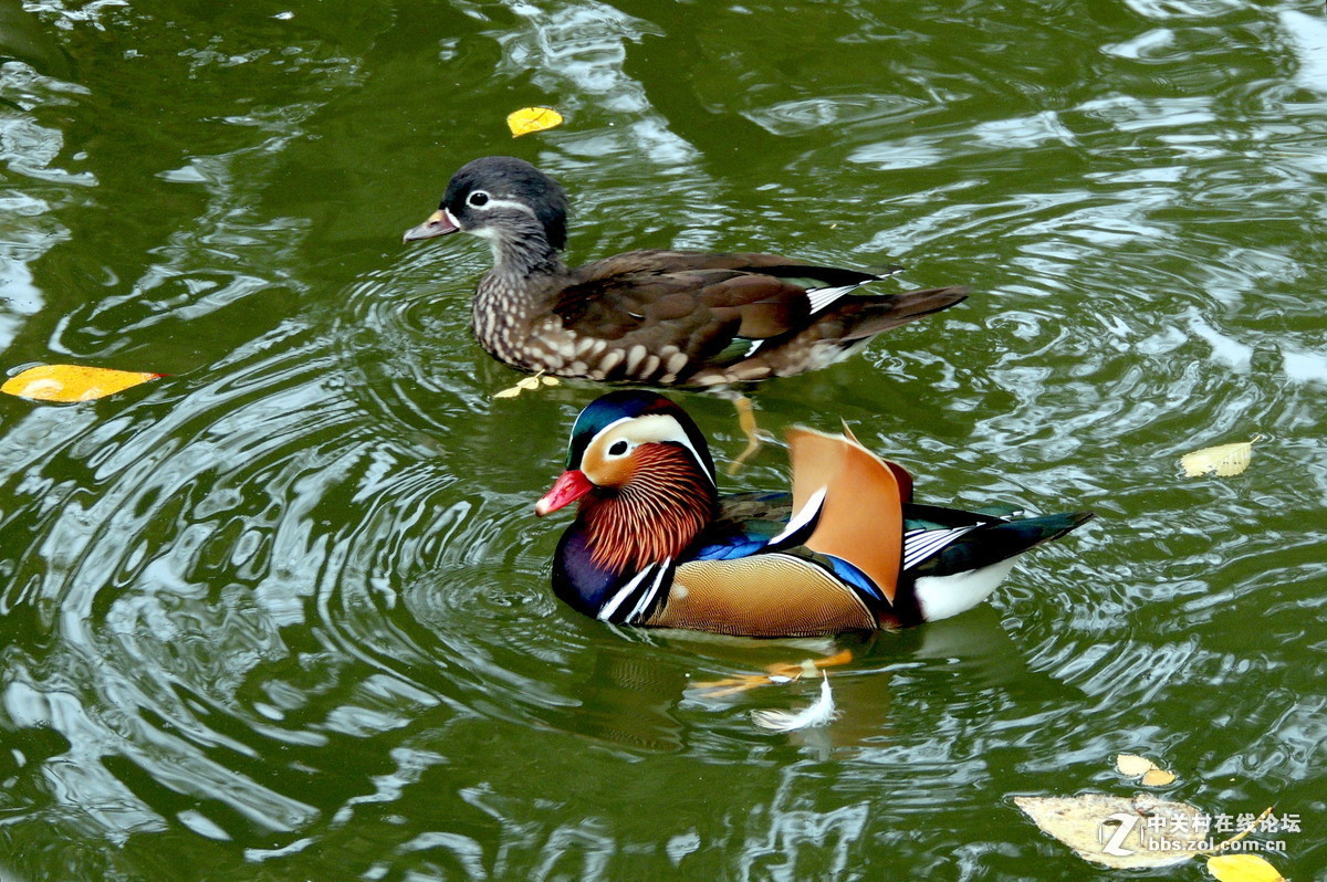 #版主坐堂#  2015年10-12月份【尼康p510星空(中国)】部分优秀作品