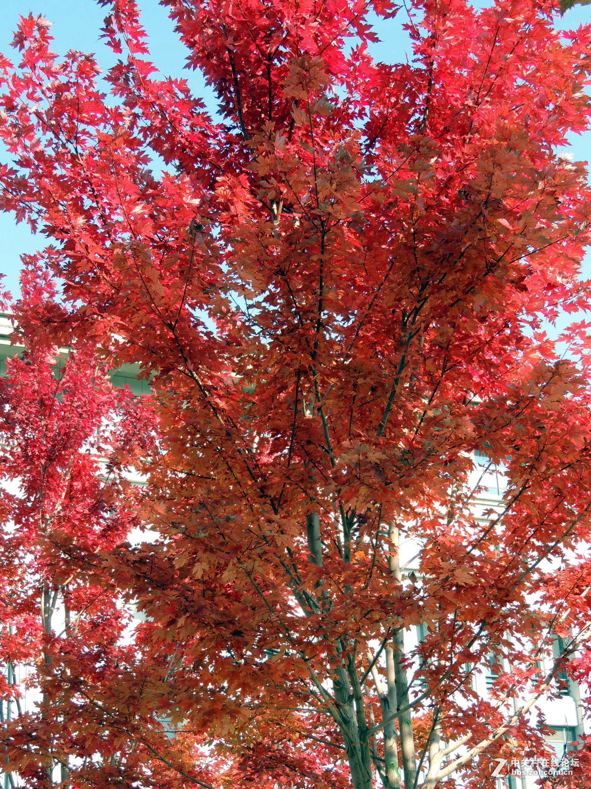 #版主坐堂#  2015年10-12月份【尼康p510星空(中国)】部分优秀作品