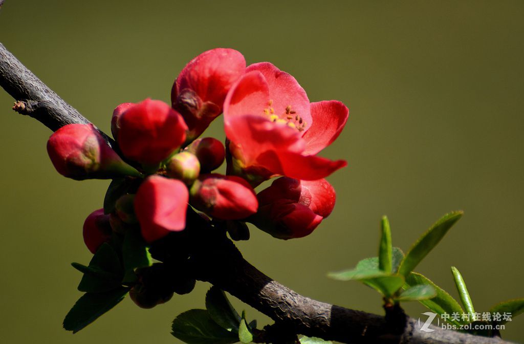细雨肥绿叶春风绽红蕾