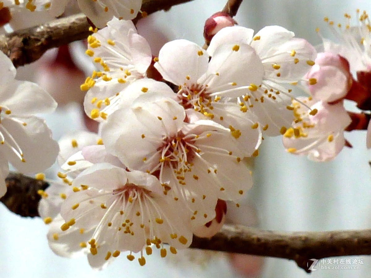 春天开放的杏花
