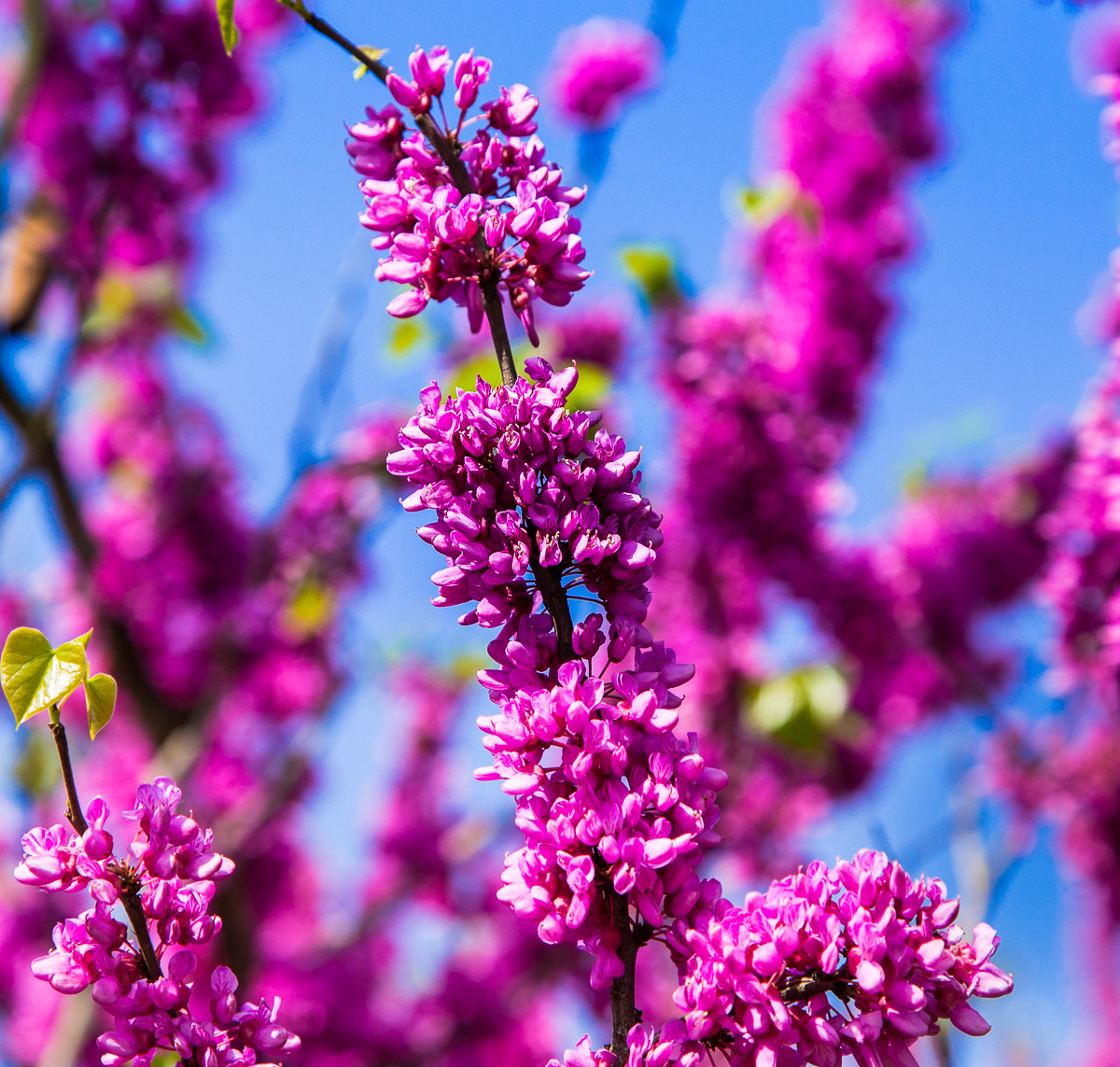 20160404紫槿花盛开