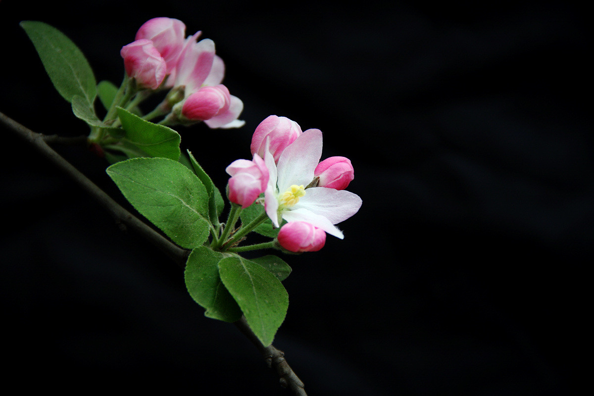 盛夏的海棠花拍摄