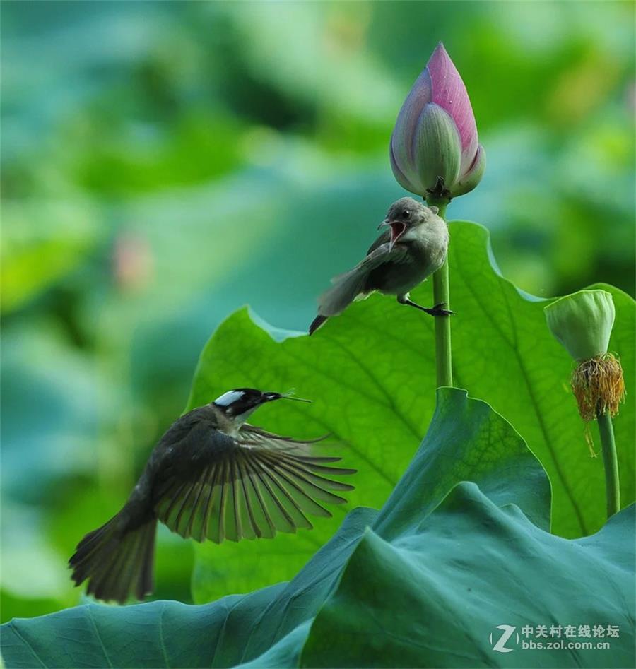 浙江杭州西湖荷花丛中的母爱