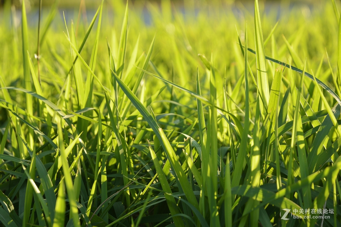 16-85的色彩表现