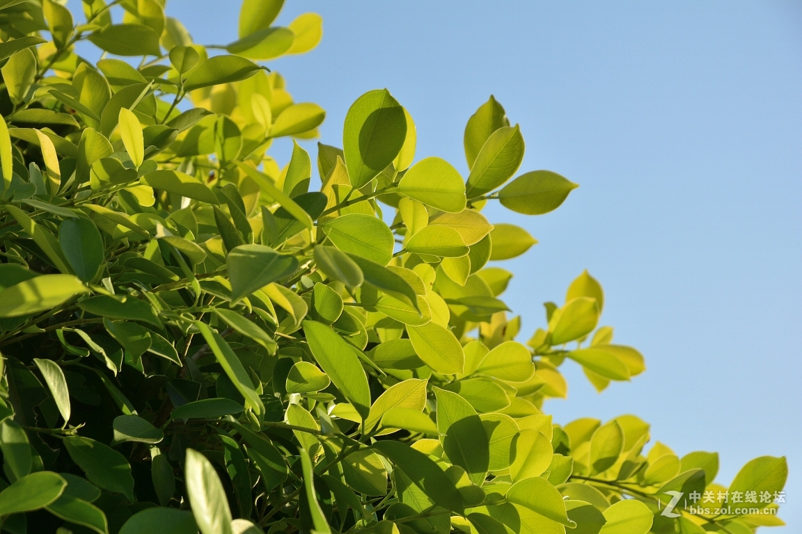 16-85的色彩表现