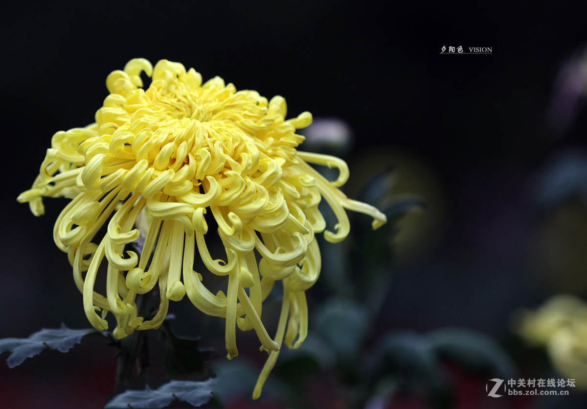 再发花中四君子之秋菊