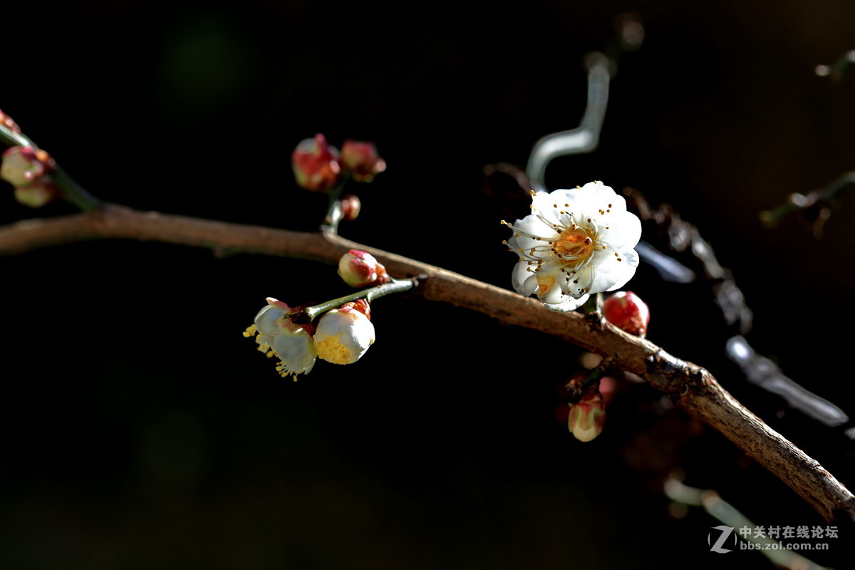 梅花