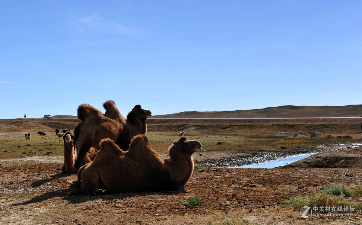 高原牧场里的骆驼