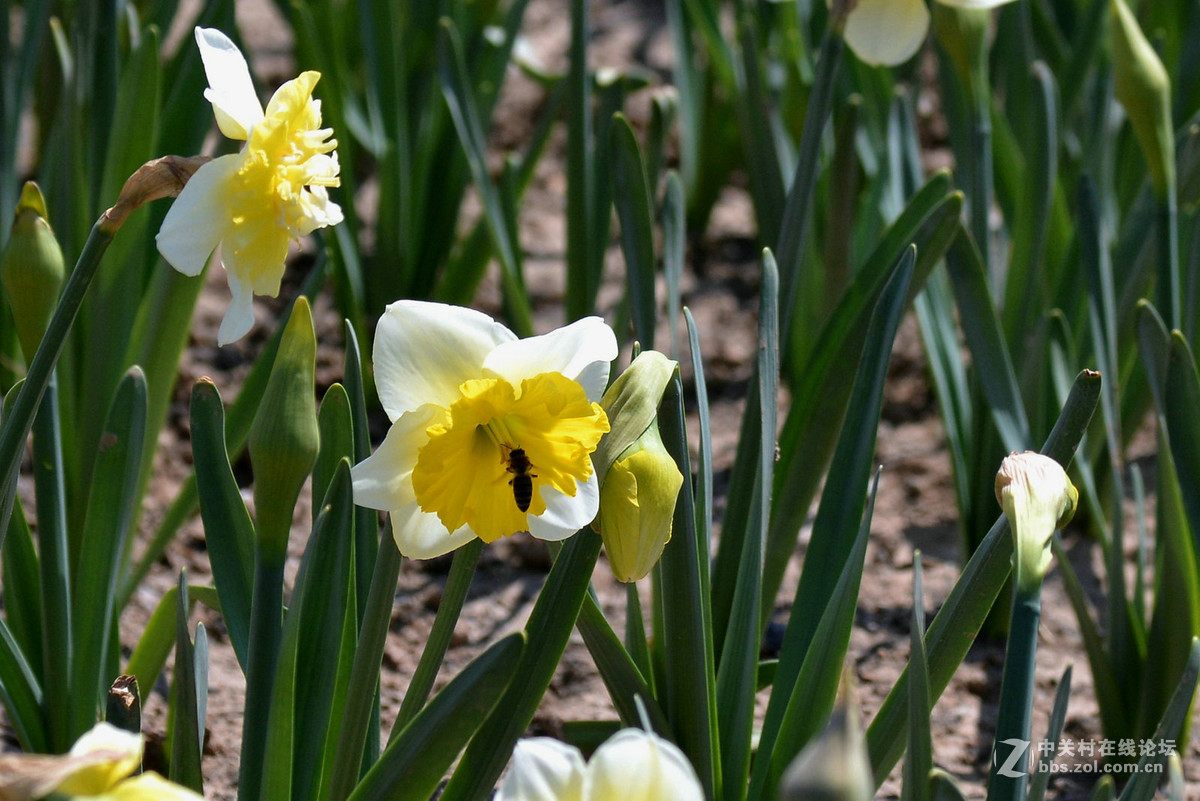 花香惹得蜜蜂来