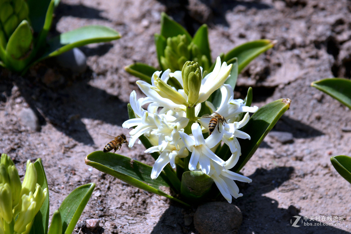 花香惹得蜜蜂来
