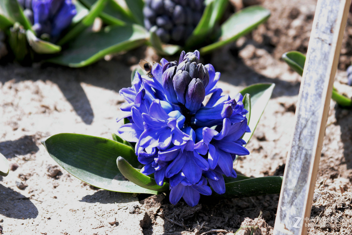 花香惹得蜜蜂来