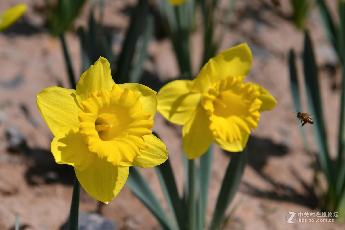 花香惹得蜜蜂来