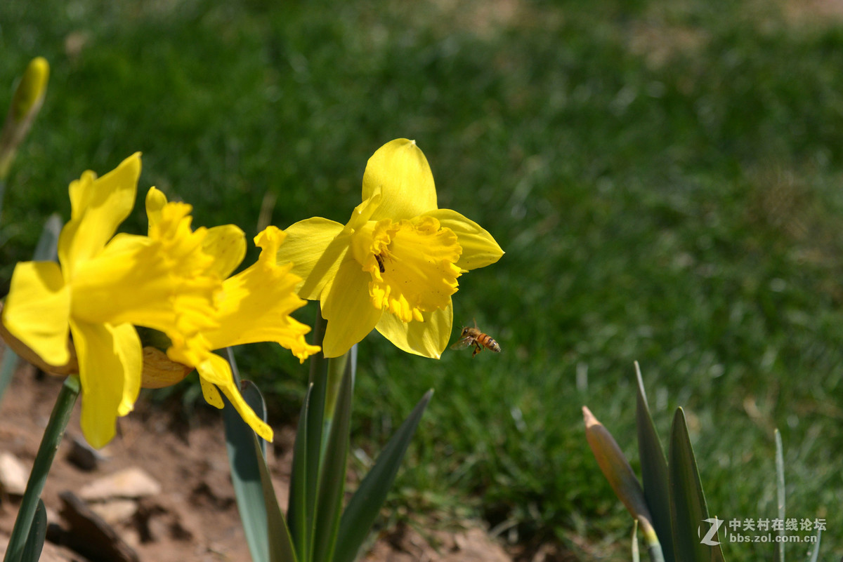 花香惹得蜜蜂来