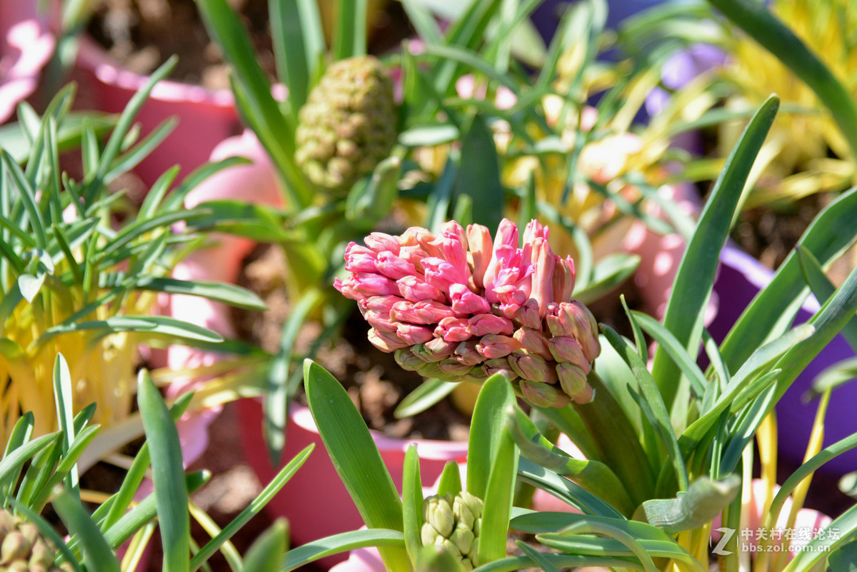 花香惹得蜜蜂来