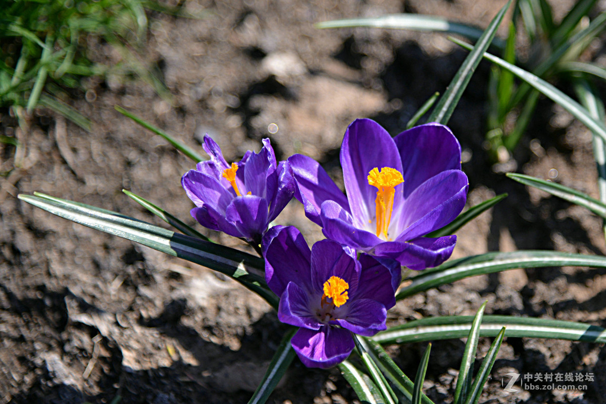 花香惹得蜜蜂来