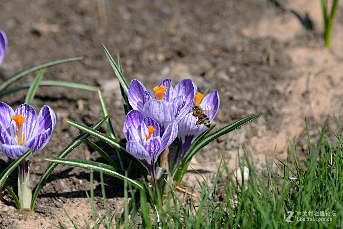花香惹得蜜蜂来