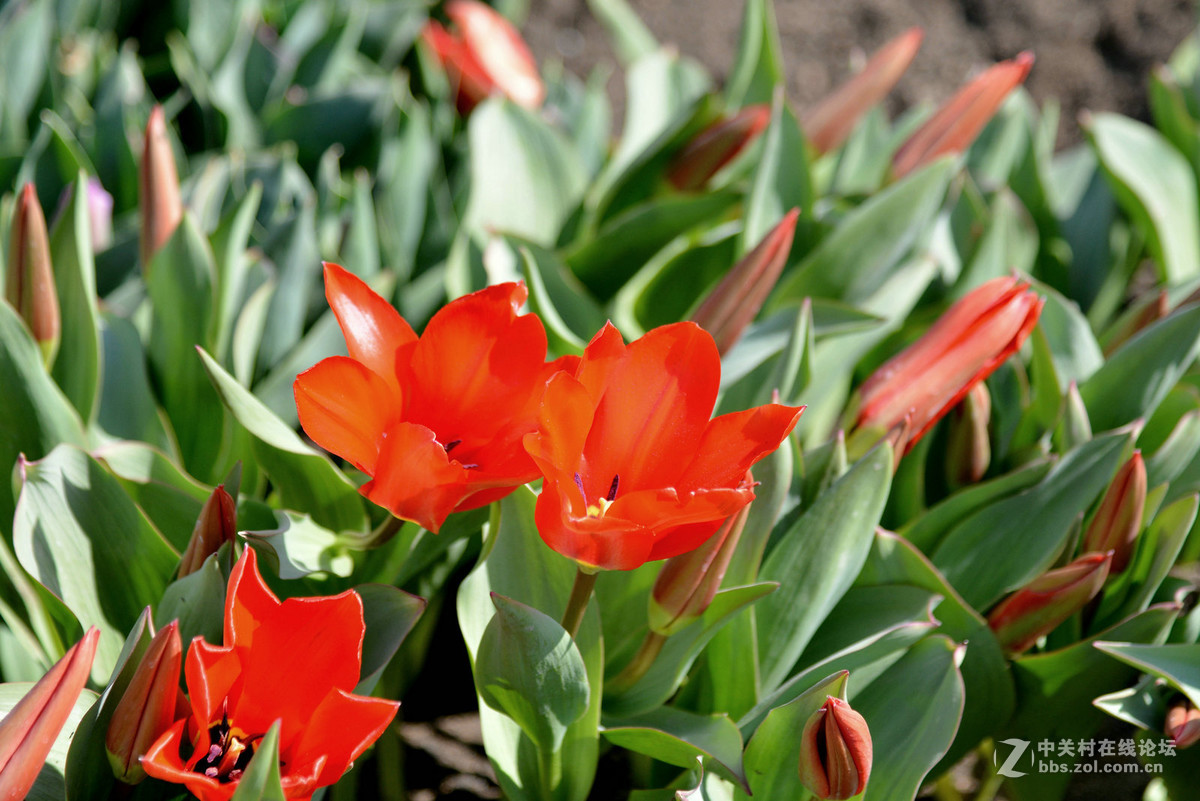 花香惹得蜜蜂来