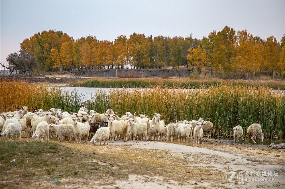 吉林向海湿地放羊
