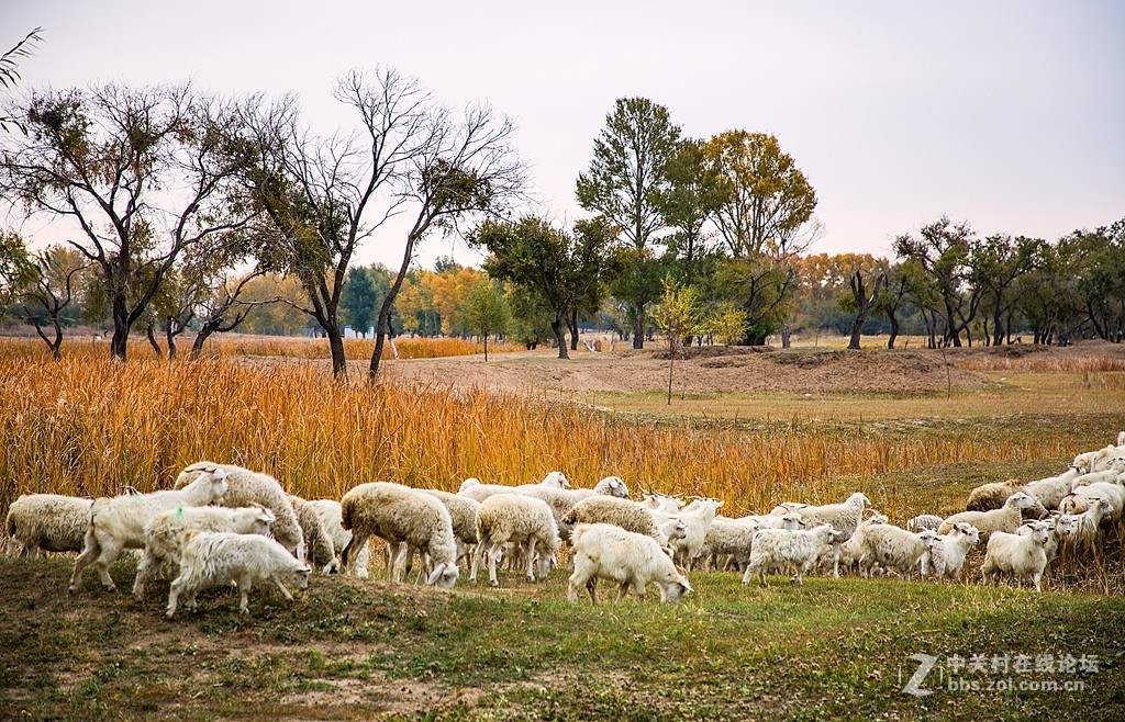 吉林向海湿地放羊