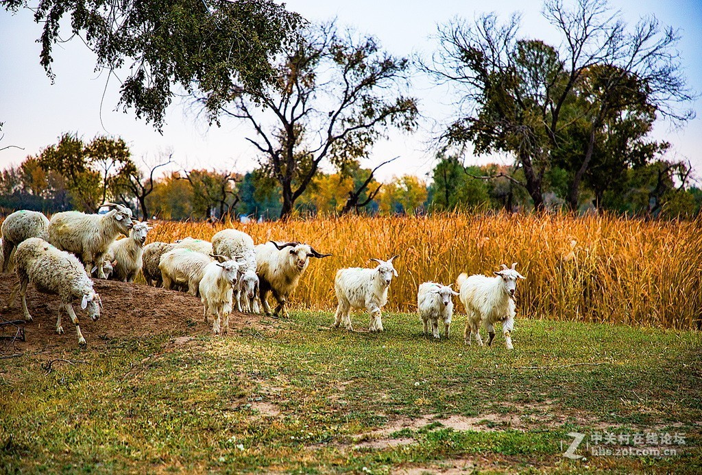 吉林向海湿地放羊