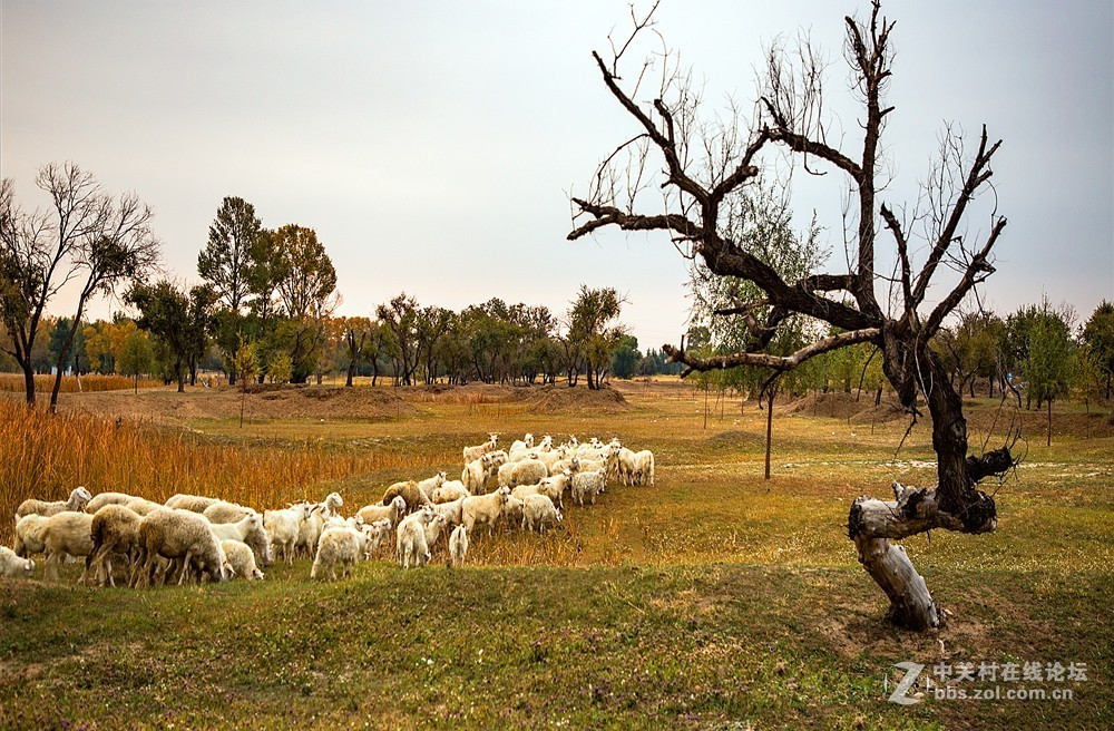 吉林向海湿地放羊