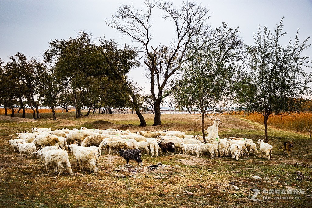 吉林向海湿地放羊