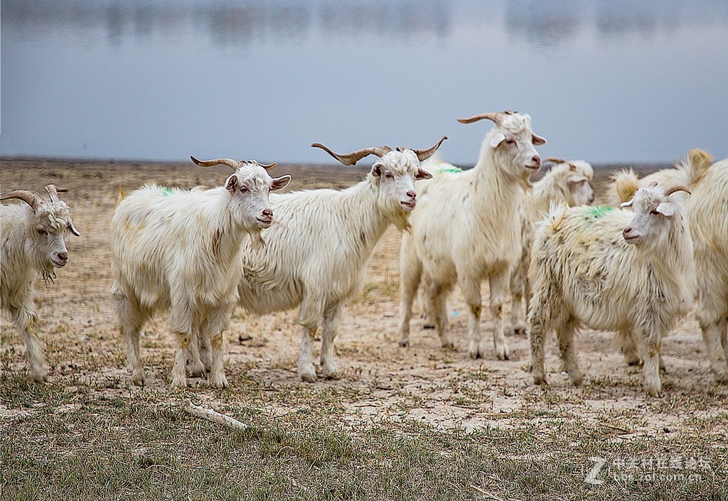 吉林向海湿地放羊