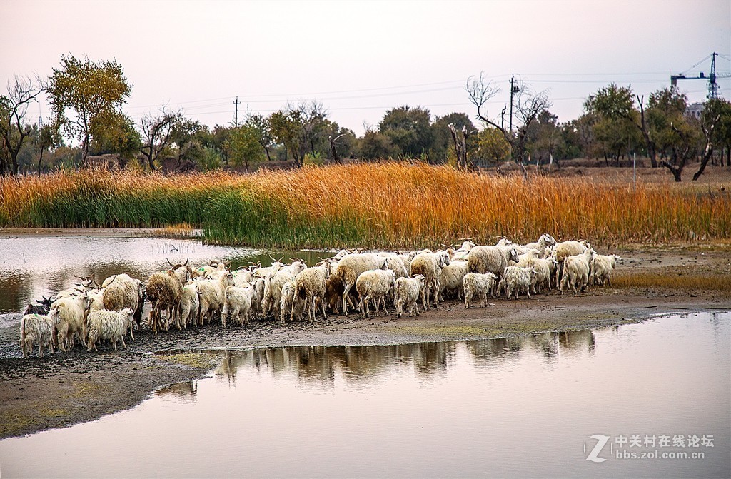 吉林向海湿地放羊