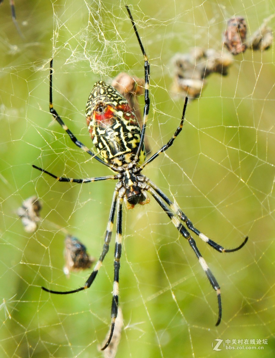 毒蜘蛛的种类图片