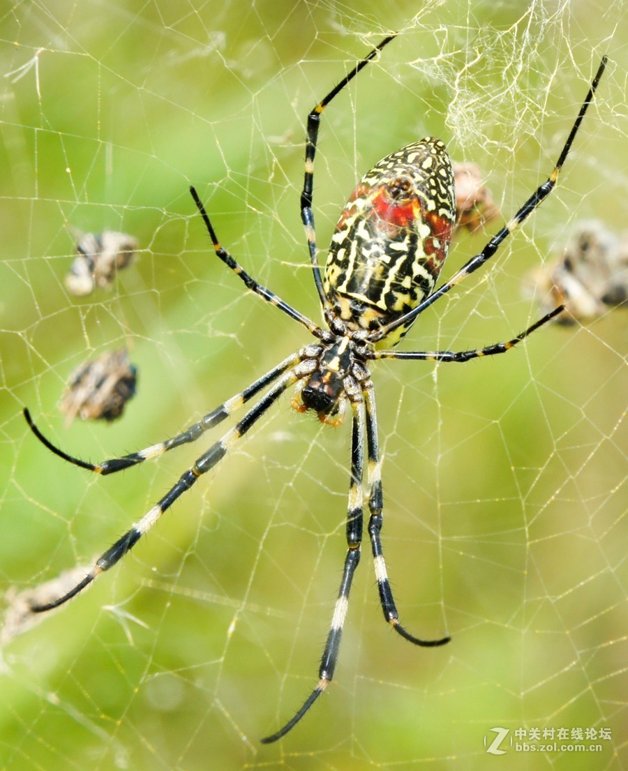 常见的毒蜘蛛图片